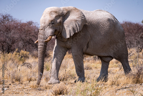 African elephant in the Etosha National Park, Namibia