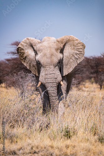 Head on with an African elephant in the Etosha National Park, Namibia
