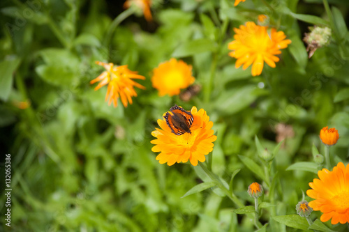 Orange Flower with Butterfly