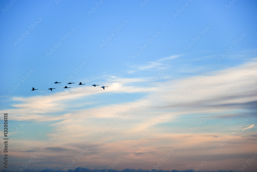 Flying birds silhouettes