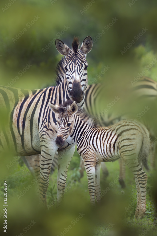 Burchell's zebra (Equus quagga burchellii) Natal S. Africa Burchell's zebra (Equus quagga burchellii) Natal S. Africa