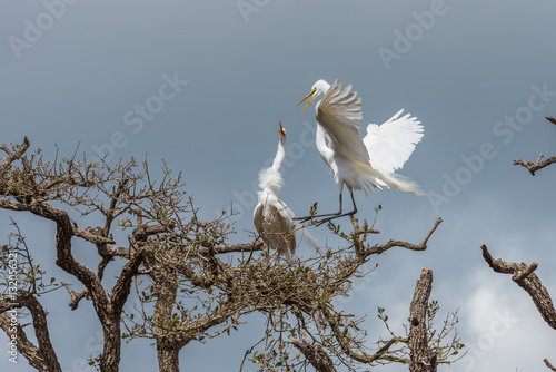 Egrets preparing a nest