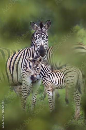 Fototapeta Naklejka Na Ścianę i Meble -  Burchell's zebra (Equus quagga burchellii)  Natal S. Africa