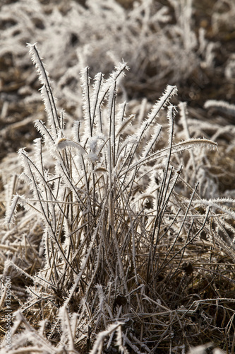 Winter - Gras mir Raureif © fine pics