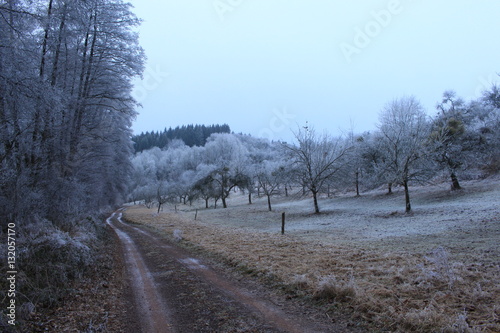 Weg im Wald mit Gefrorenen Bäumen im Winter