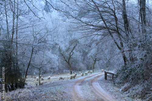 Weg vorbei  an einer Schafweide im Winter