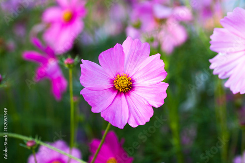 cosmos flower blooming in garden. © captainweeraphan