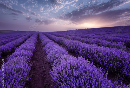Lavender fields. Beautiful image of lavender field. Summer sunrise landscape, contrasting colors. Beautiful clouds, dramatic sky. © djevelekova