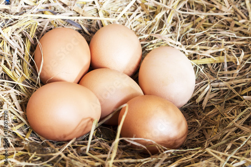 Eggs on the farm
