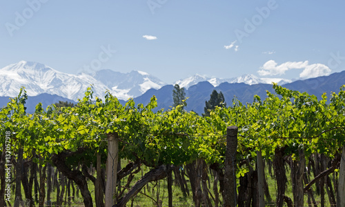 Andes and Mendoza Vineyard.