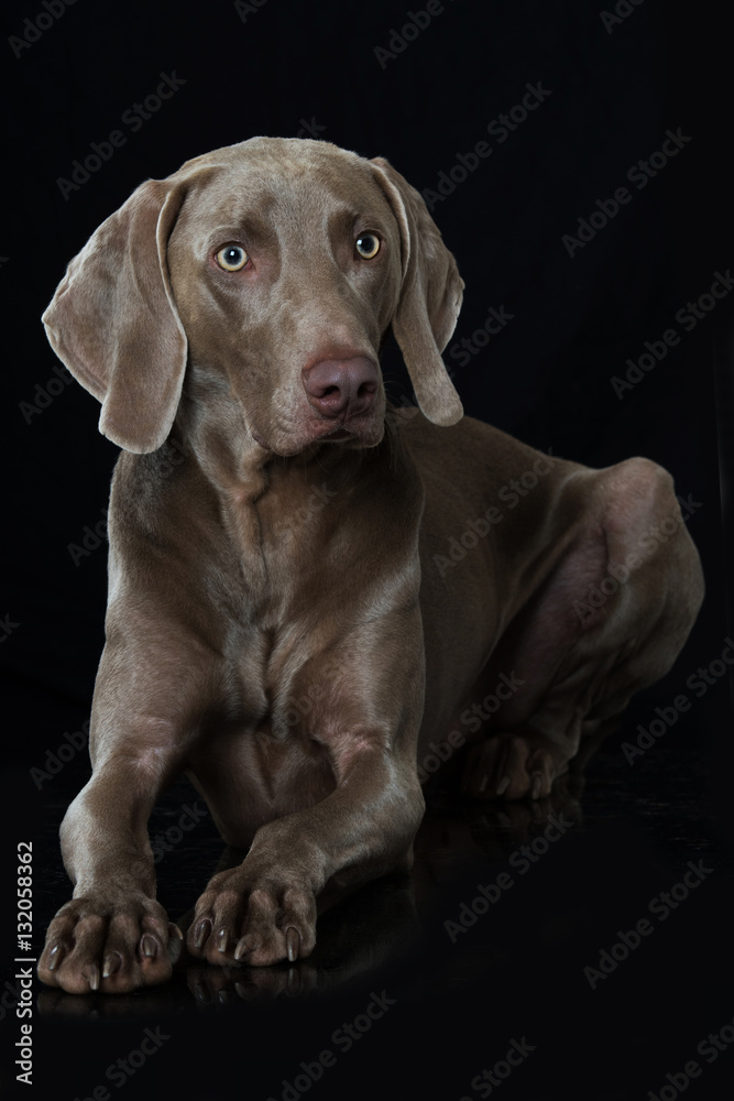 Weimaraner Weimaraner