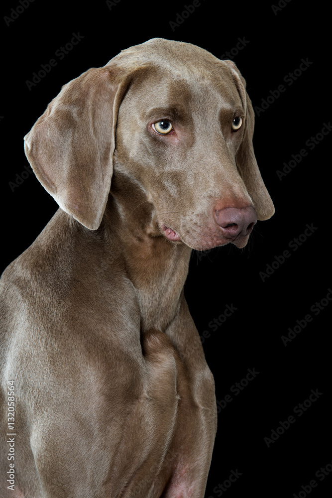 Weimaraner