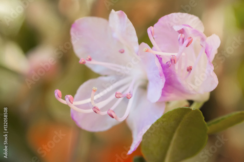 Close-up of background gentle pink rhododendron flower. Concept spring  Valentine s Day 