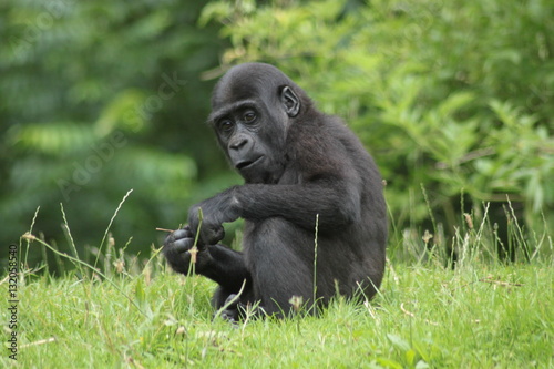 Baby gorilla in the zoo