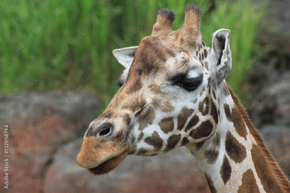 Naklejka premium giraffe in the zoo