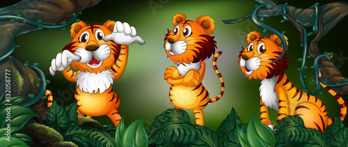 Three tigers in the rainforest