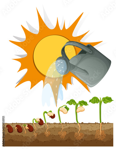 Different stages of growing plant