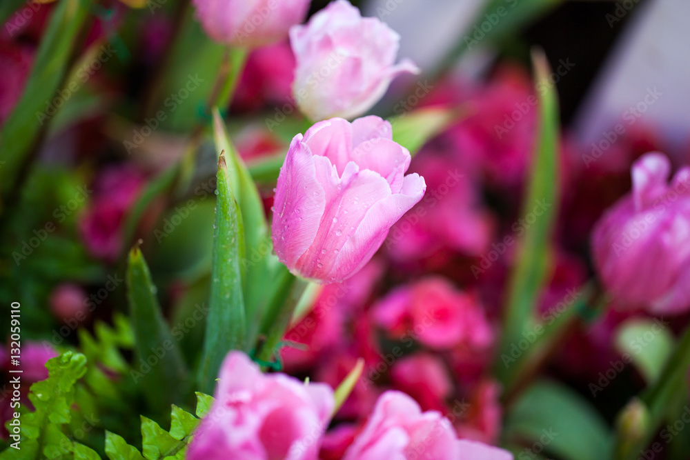 Pink tulips in the garden background. Pink tulips in the garden background.