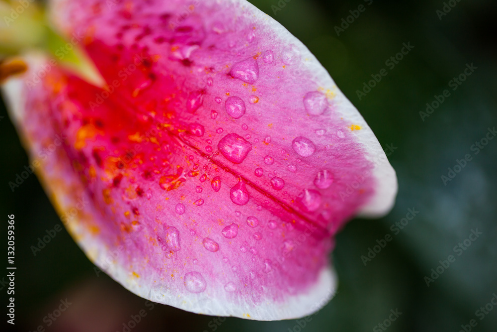 drop water on leaf lilies flower.