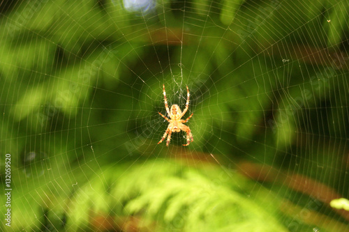 Spider and cobweb on green natural background