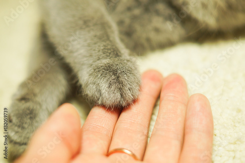 cat's paw in a womans palm