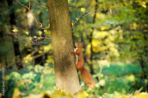 European red squirrel © Pavlo Burdyak