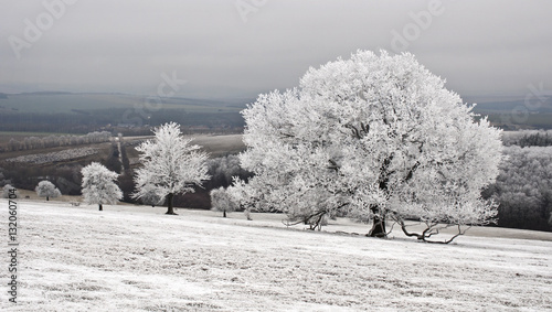 Winetr nature tree cold day photo