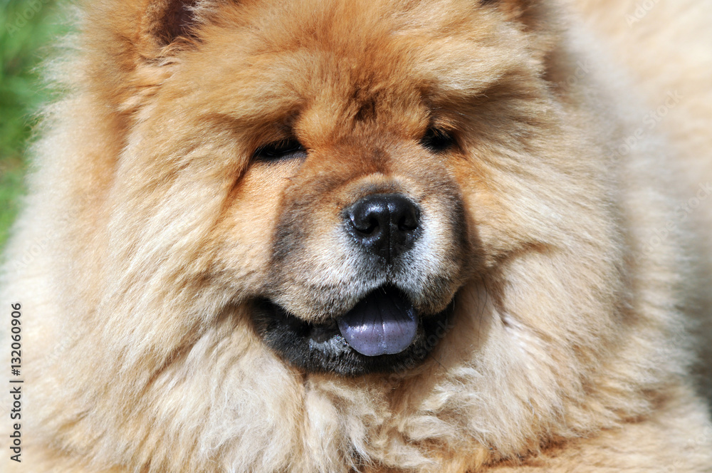 portrait of a  chow-chow dog
