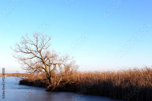 Lonely tree in the swamp during winter