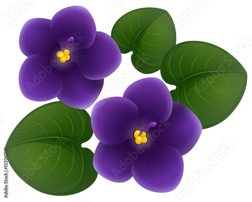 African violet flowers and green leaves photo