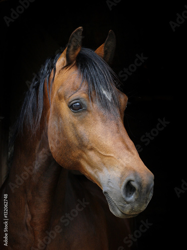 Fototapeta Naklejka Na Ścianę i Meble -  Horse Headshot