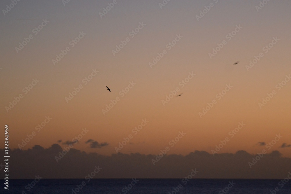 Fototapeta premium Flying at Sunset 2