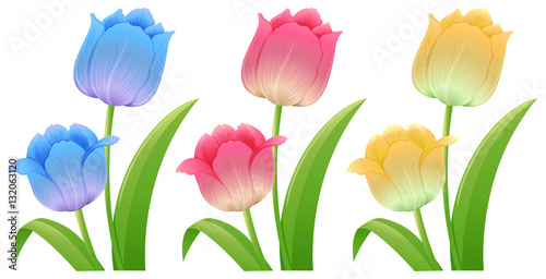 Three different colors of tulips