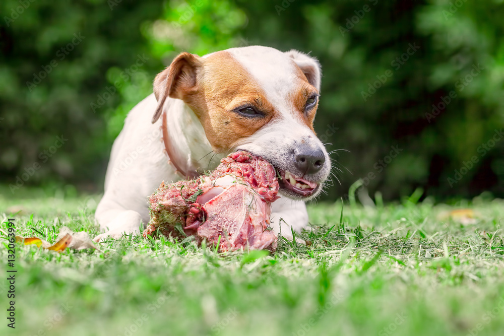 Jack Russell Terrier Dog Eat A Raw Bone Jack Russell Terrier Dog Eat A Raw Bone