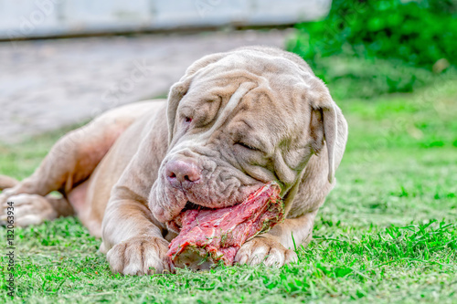 Grey Neapolitan Mastiff Dog Eat A Raw Bone