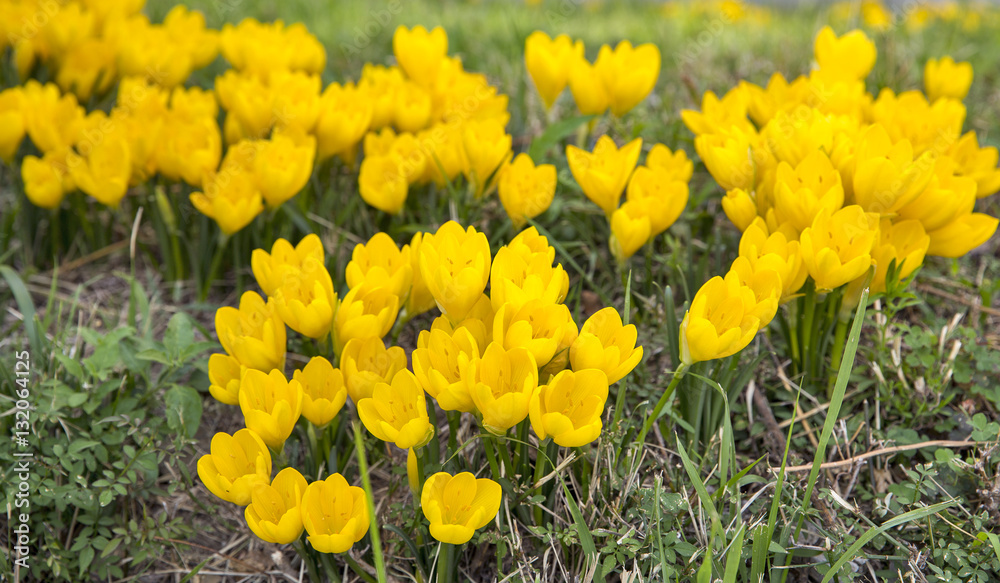 Obraz premium Yellow crocus in autumn garden closeup