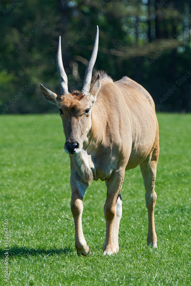 Common eland (Taurotragus oryx)