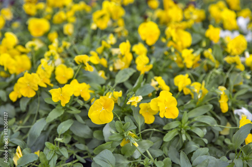 Beautiful yellow ornamental plants for parks and gardens.