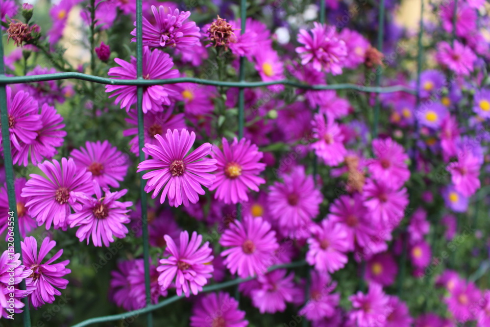 fiori