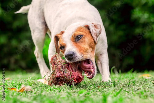 Jack Russell Terrier Female Dog Happily Chewing A Raw Bone