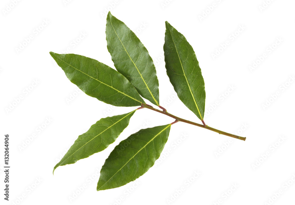 Bay leaves