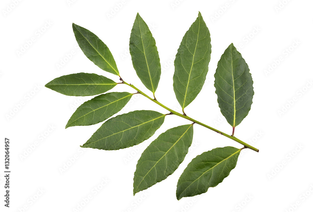 Bay leaves