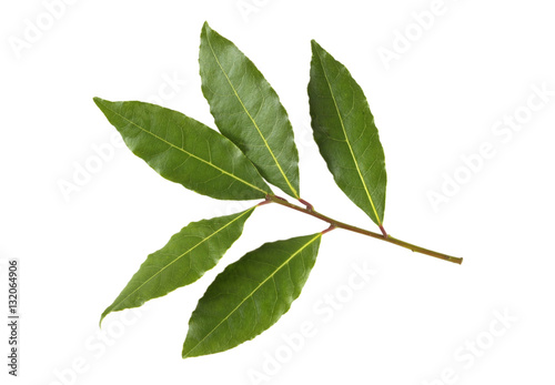 Obraz na płótnie Bay leaves w salonie