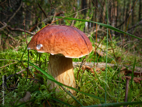 Boletus mushroom in the wild, sitting in moss