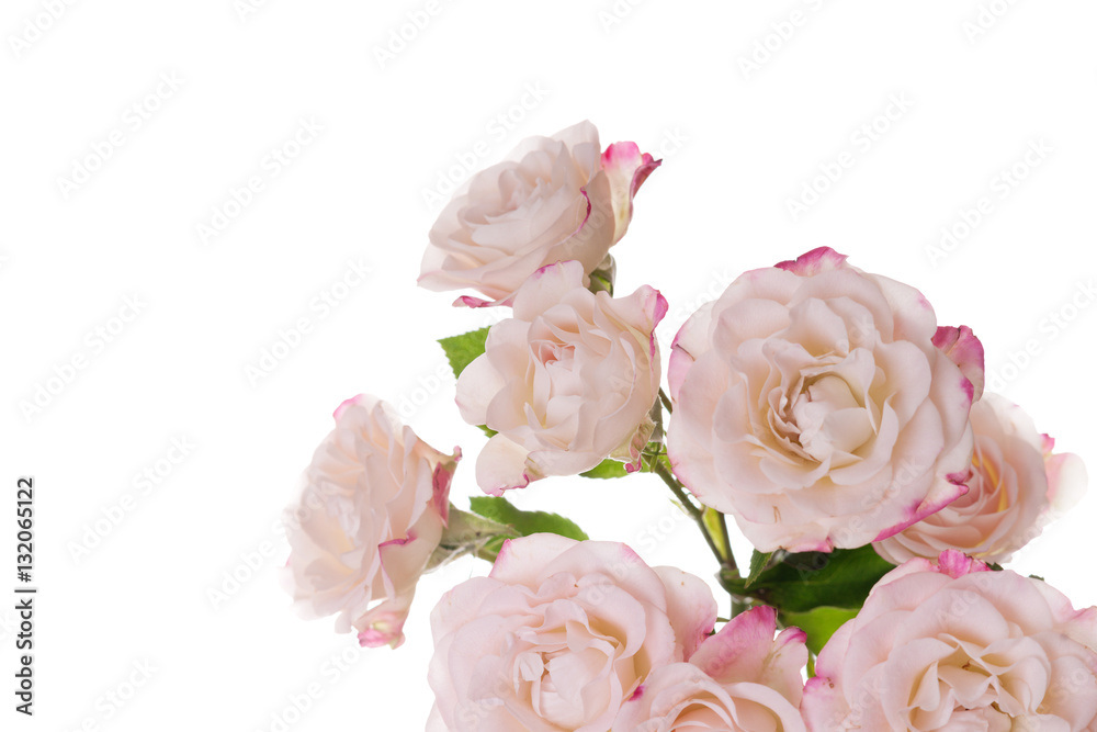 White roses isolated