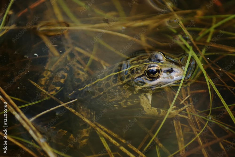 Iberian Green Frog ( Pelophylax perezi ) Iberian Green Frog ( Pelophylax perezi )
