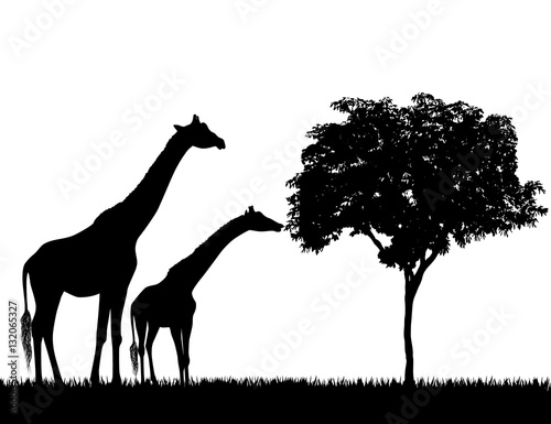 Silhouettes of giraffes and tree on white background vector