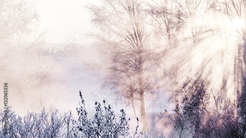winter forest in fog at sunset