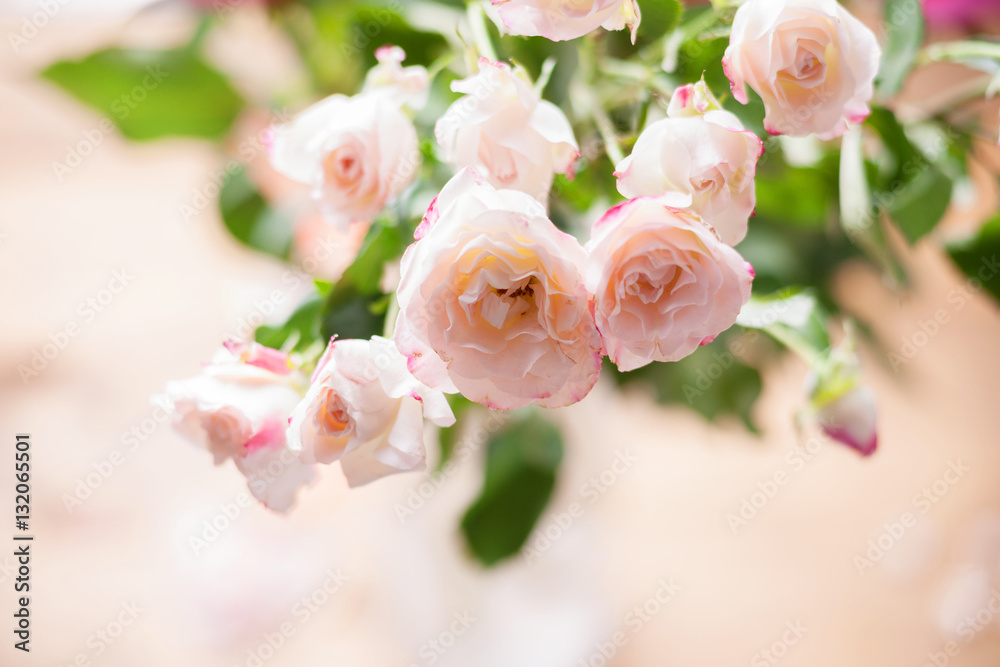 White roses 