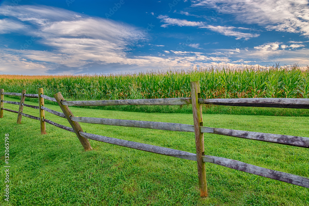 Mature Corn Field With Wooden Fence and Great Sky Mature Corn Field With Wooden Fence and Great Sky